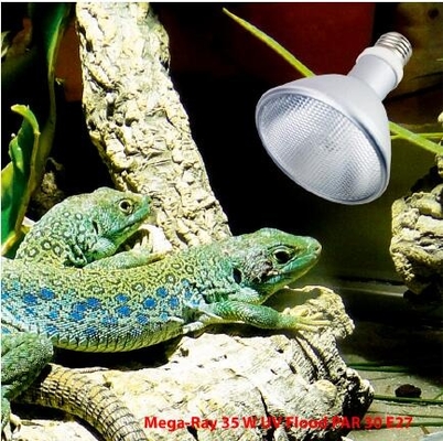 FTL Full Spectrum Reptile HID Lamp 35W 6500k UVB Bulb 6000K Daylight Alert Certificato CE/ROHS
